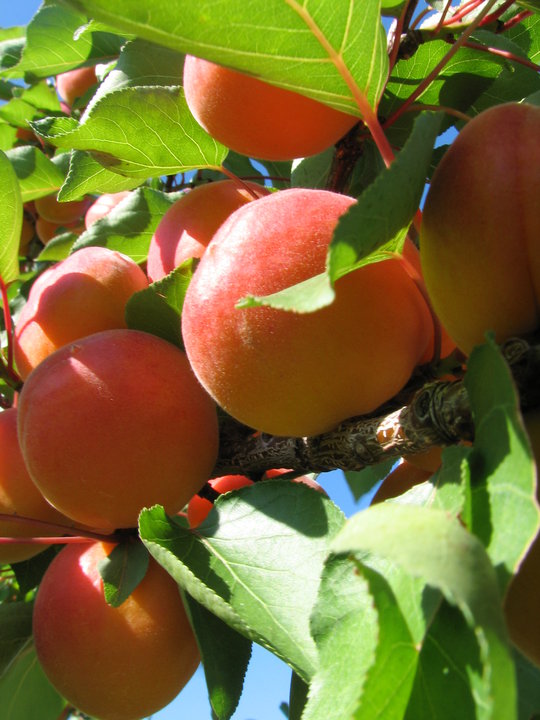 Peaches at Toigo Orchard